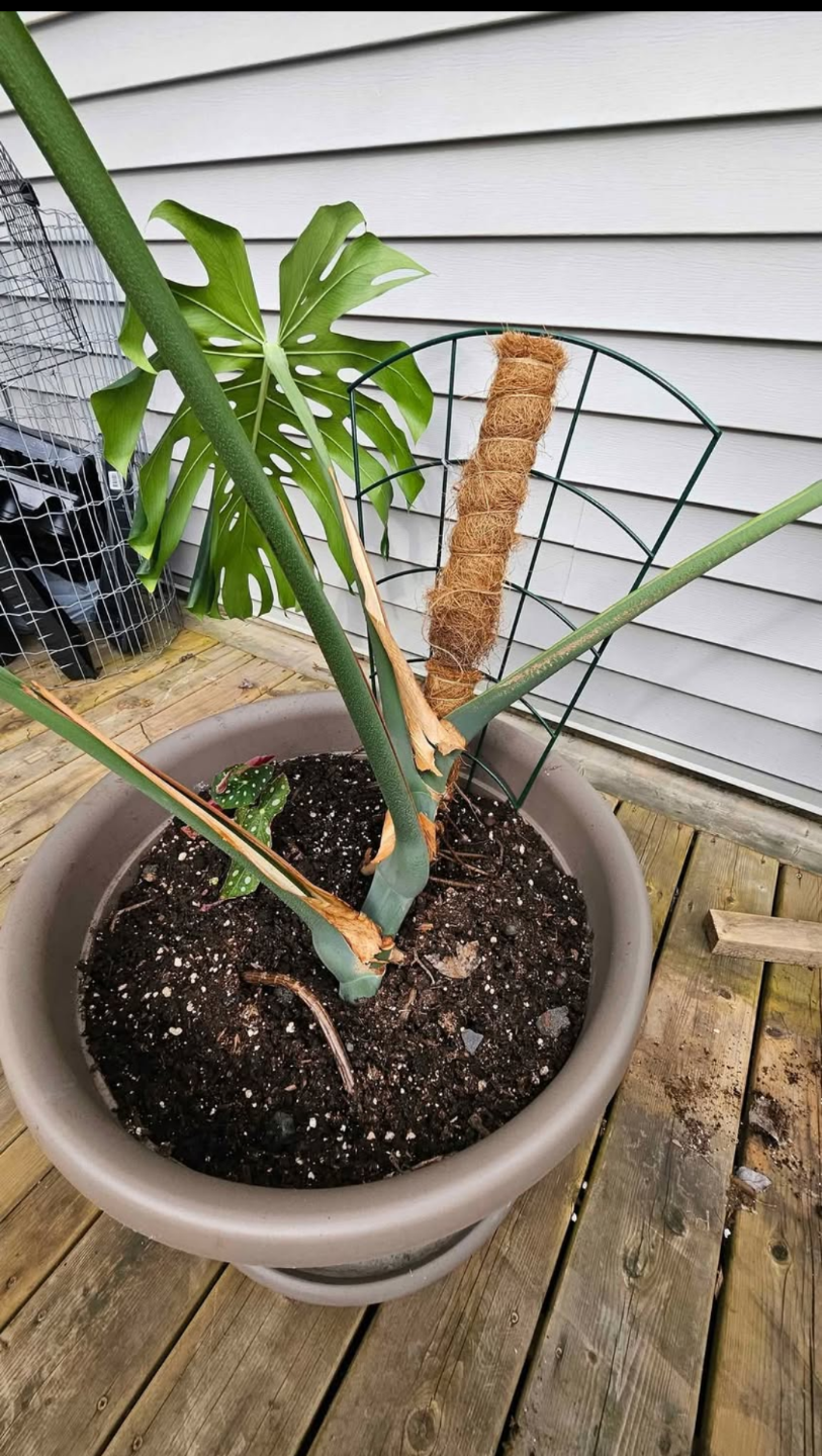 Big, Happy & Healthy Monstera Deliciosa Plant in Pot - photo 3