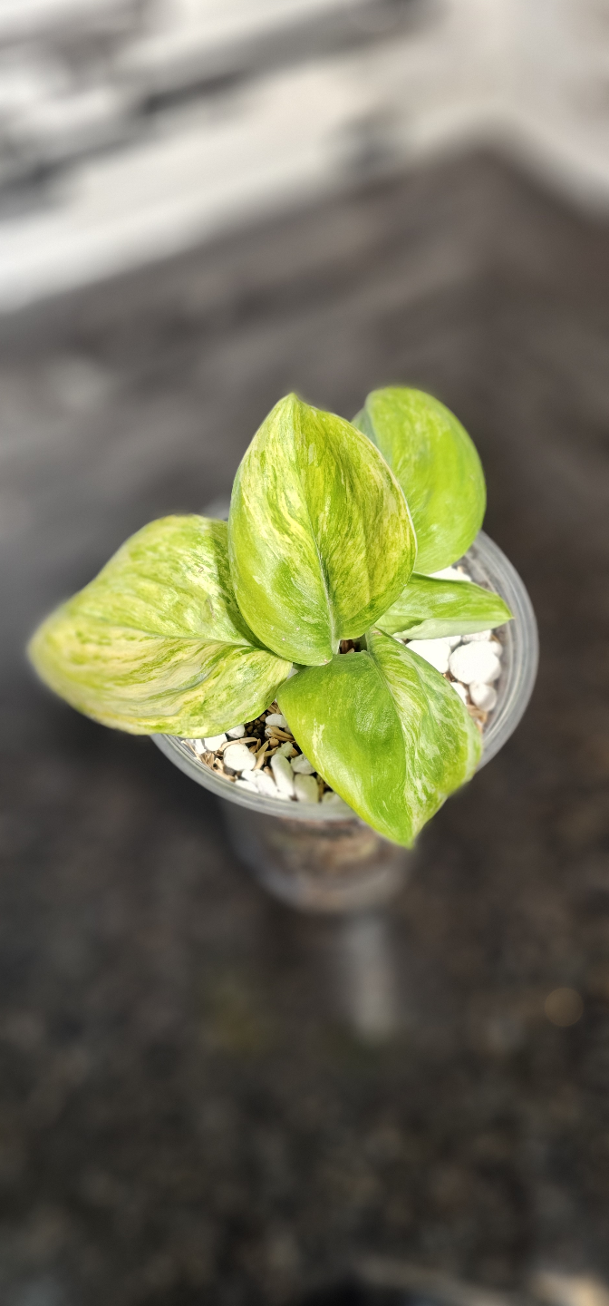 Scindapsus treubii Tricolor