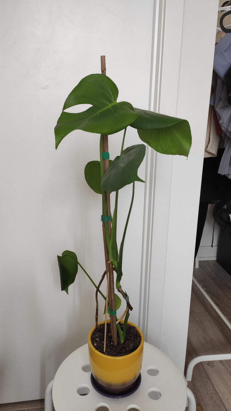 Monstera deliciosa plant