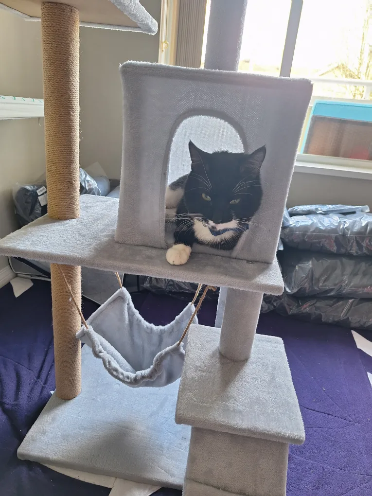 NEW Grey Cat Tree with Condo, Hammock & Sisal Posts image indicator(3)