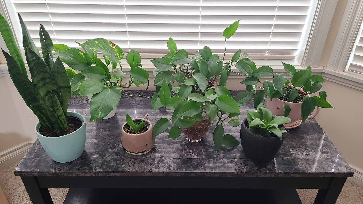 Assorted Houseplants