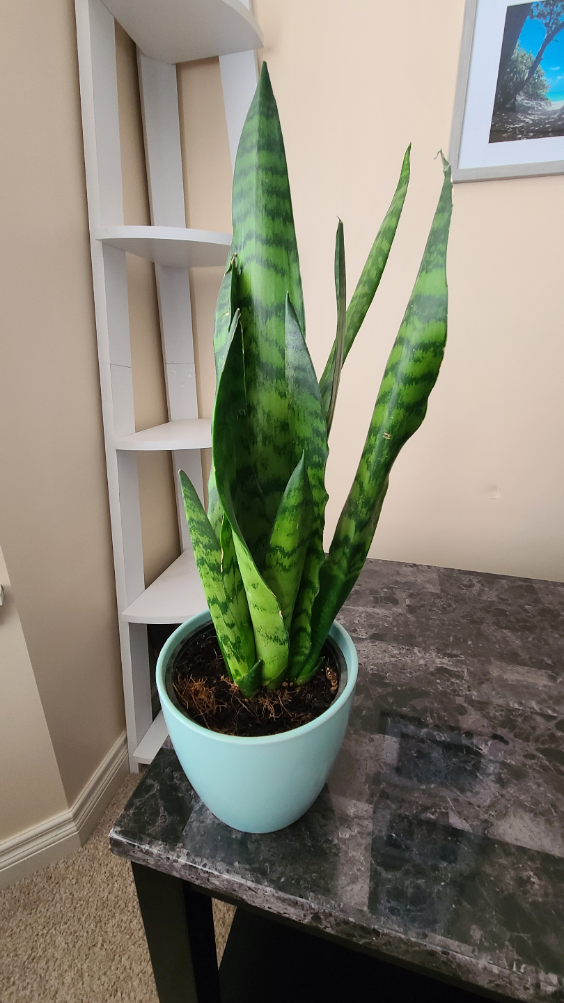 Assorted Houseplants - photo 4