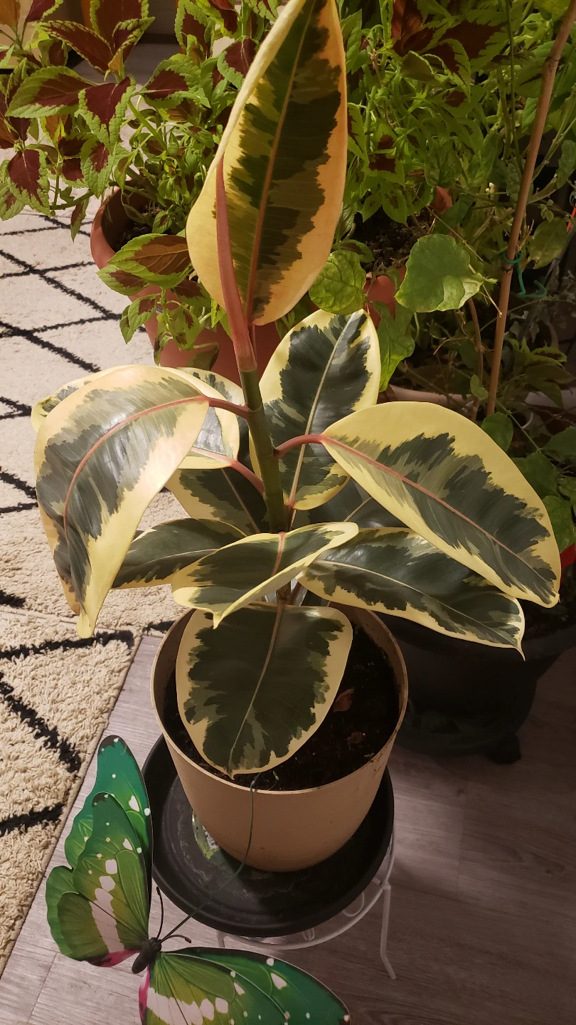 Rubber Plant - Variegated
