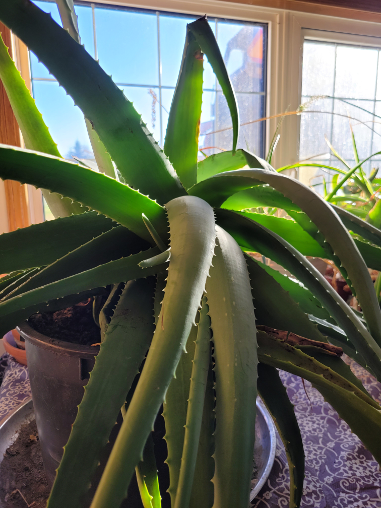 Large Aloe Vera Plant