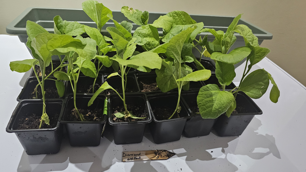 Diamond Eggplant Seedlings - photo 2