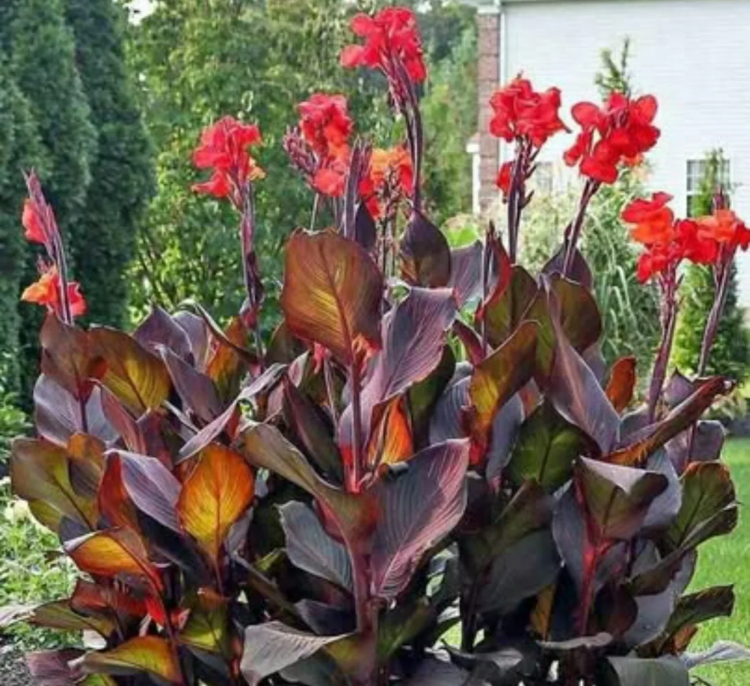 Canna Lily Tropicanna - Red Blooms, Dark Foliage thumbnail