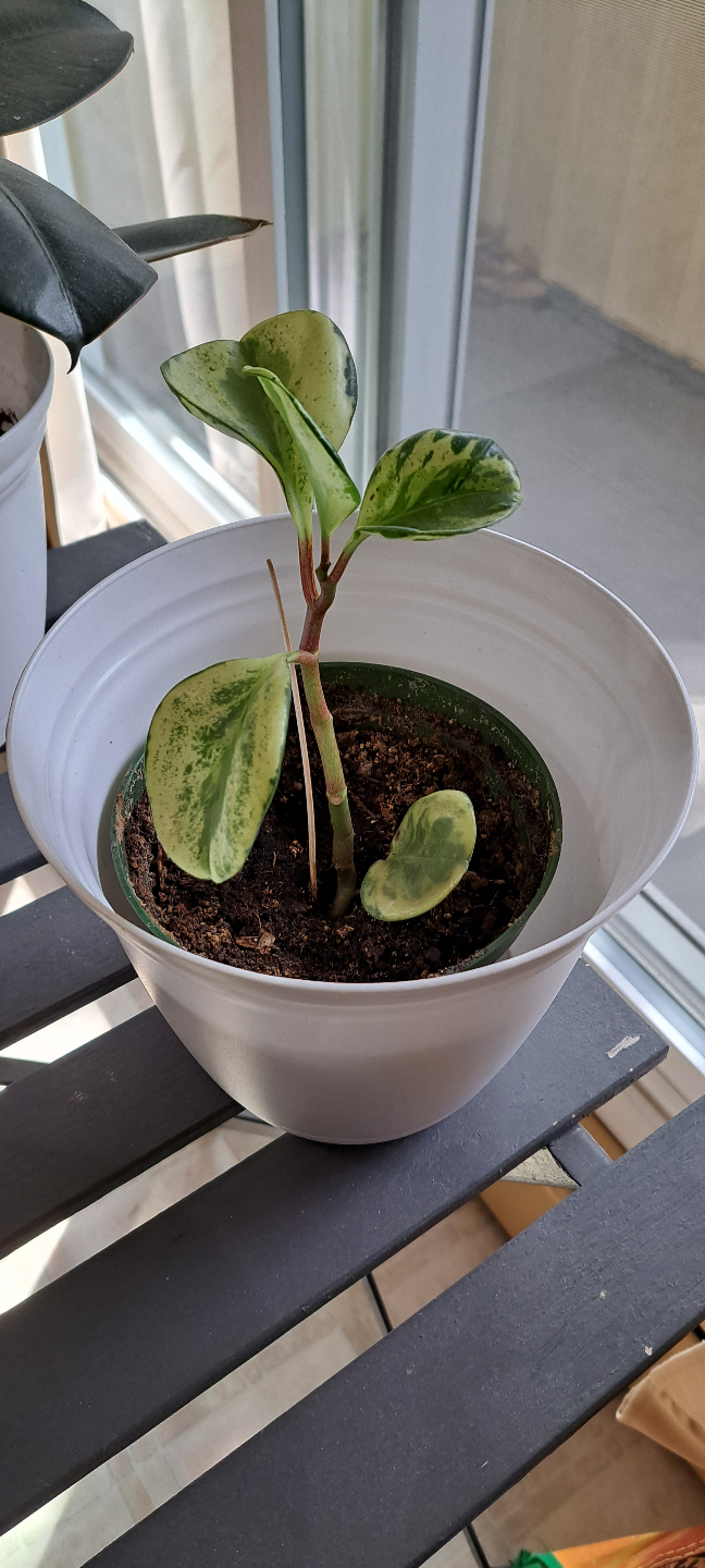 Peperomia obtusifolia 'Variegata' cutting