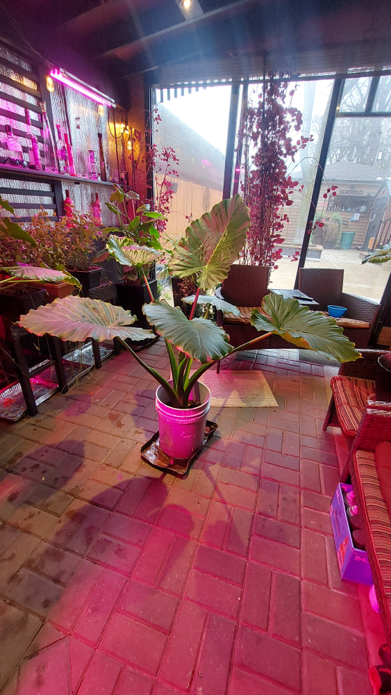 Large Alocasia Frydek Plant - photo 2