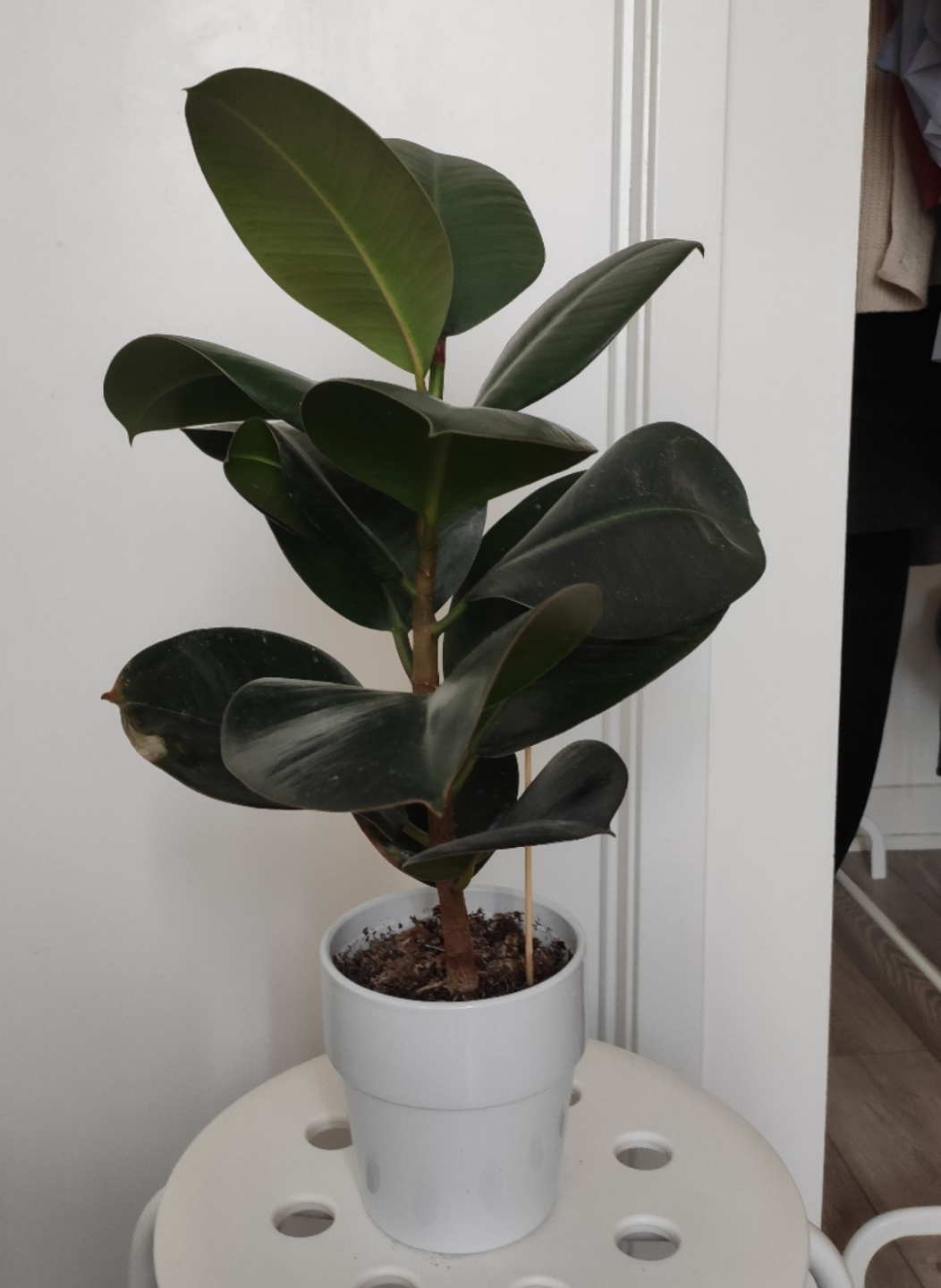 Ficus Elastica Plant