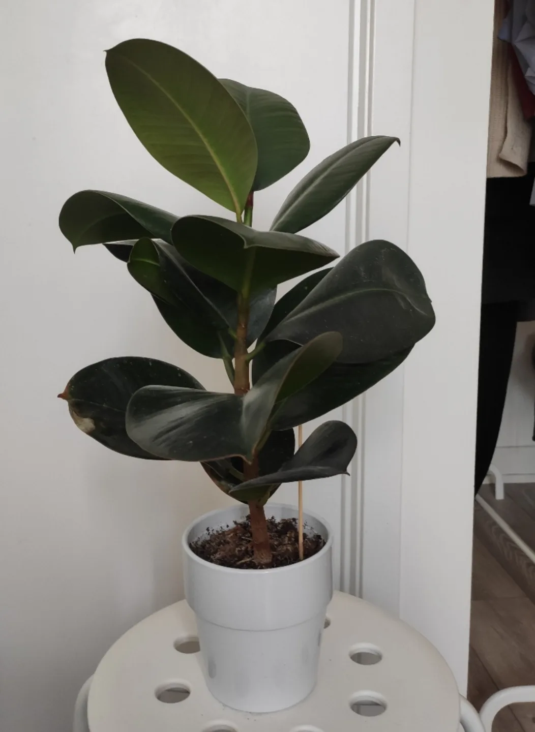 Ficus Elastica Plant thumbnail