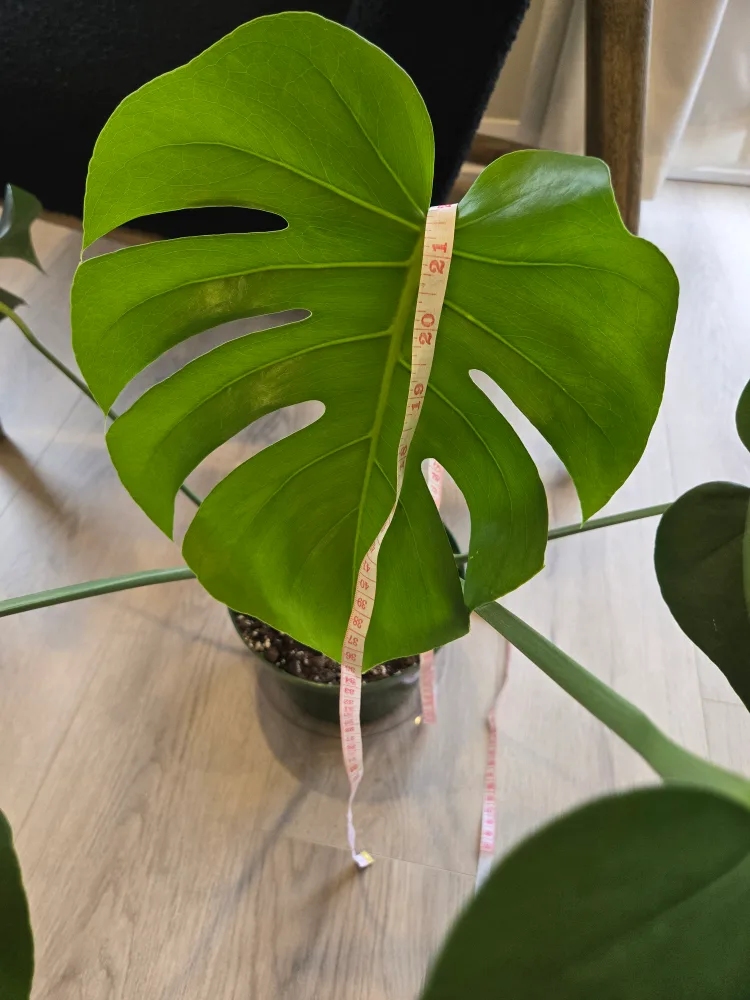 💚 Monstera deliciosa plant image indicator(9)