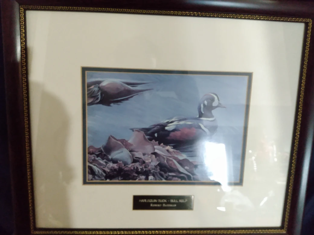 Harlequin Duck - Bull Kelp Framed Print by Robert Bateman