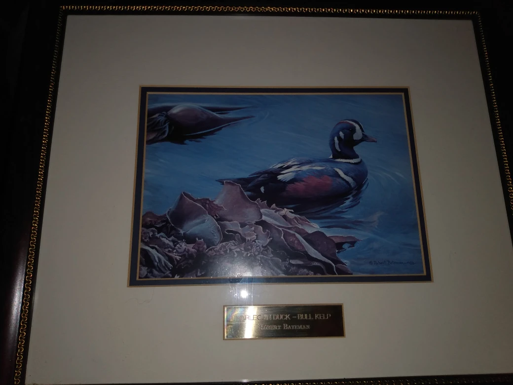 Harlequin Duck - Bull Kelp Framed Print by Robert Bateman - photo 2