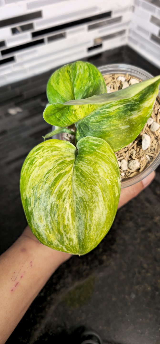 Scindapsus treubii Tricolor