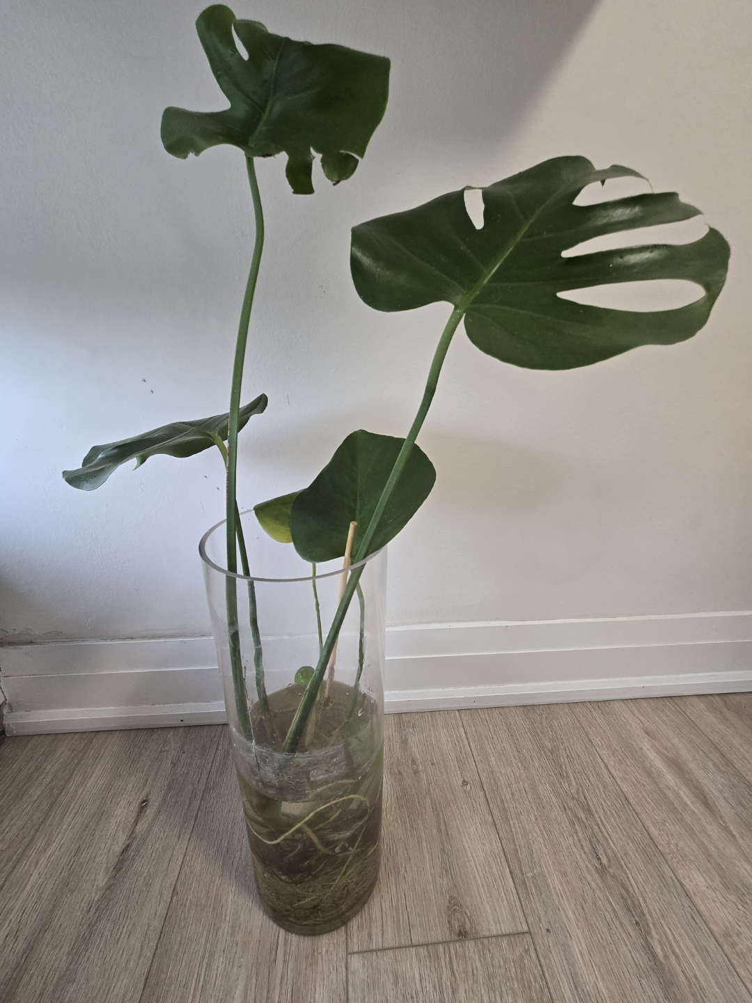 Monstera Deliciosa Cutting in Water - photo 2