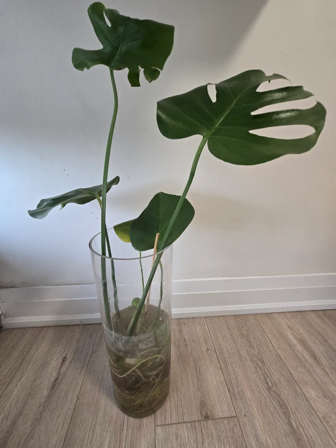 Monstera Deliciosa Cutting in Water image indicator(2)
