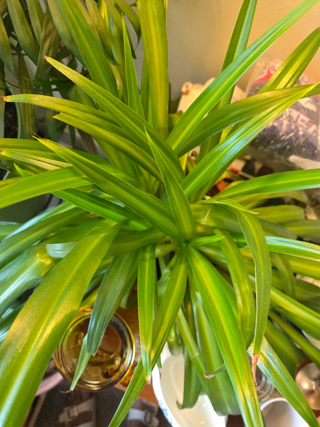 💚Spider Plant in Brown Pot thumbnail