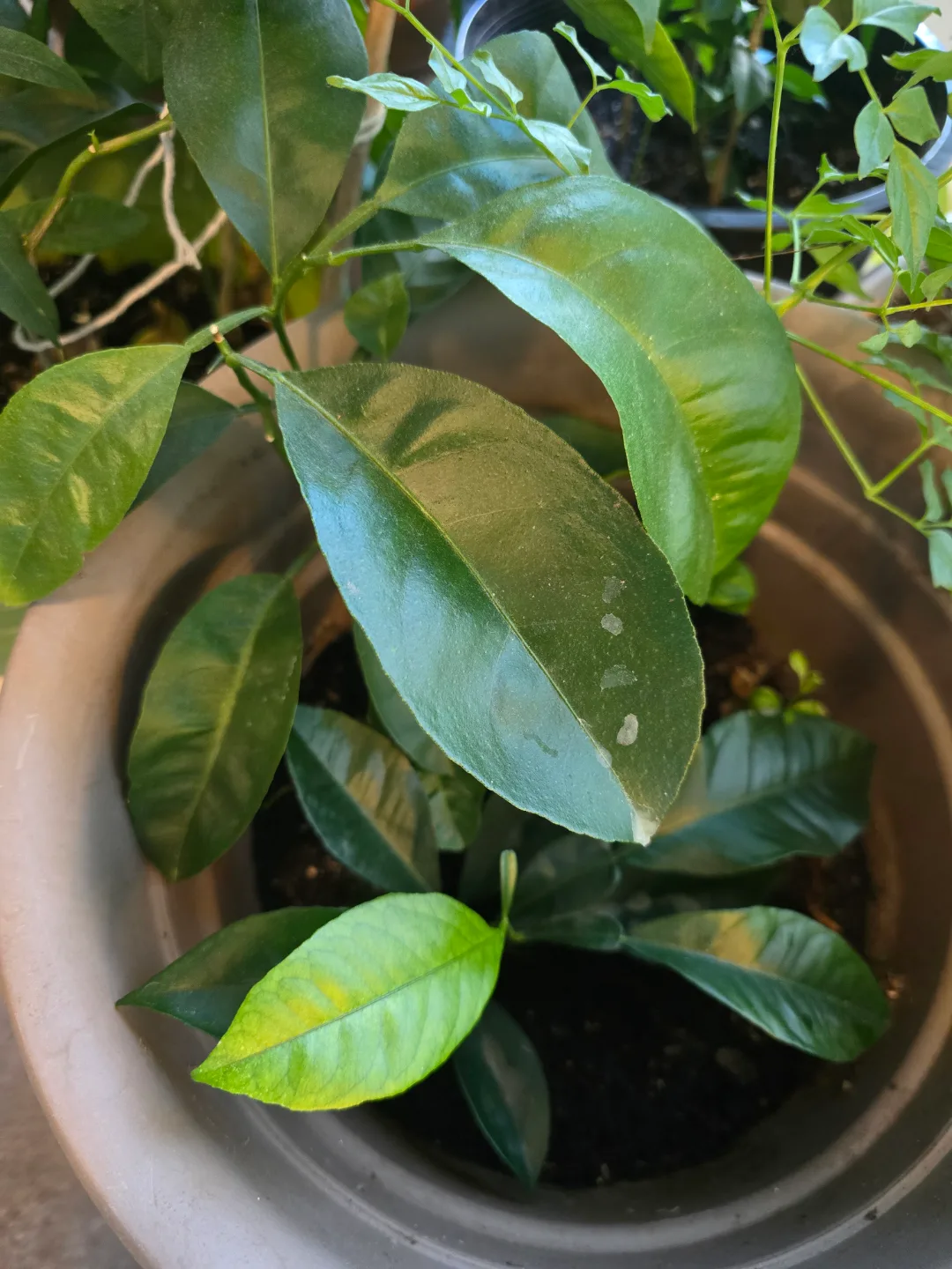 💚Meyer Lemon Plant thumbnail