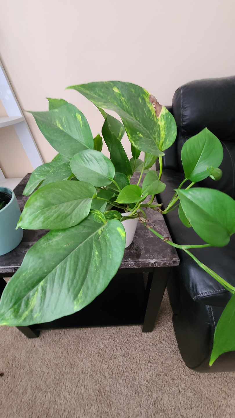 Assorted Houseplants - photo 2