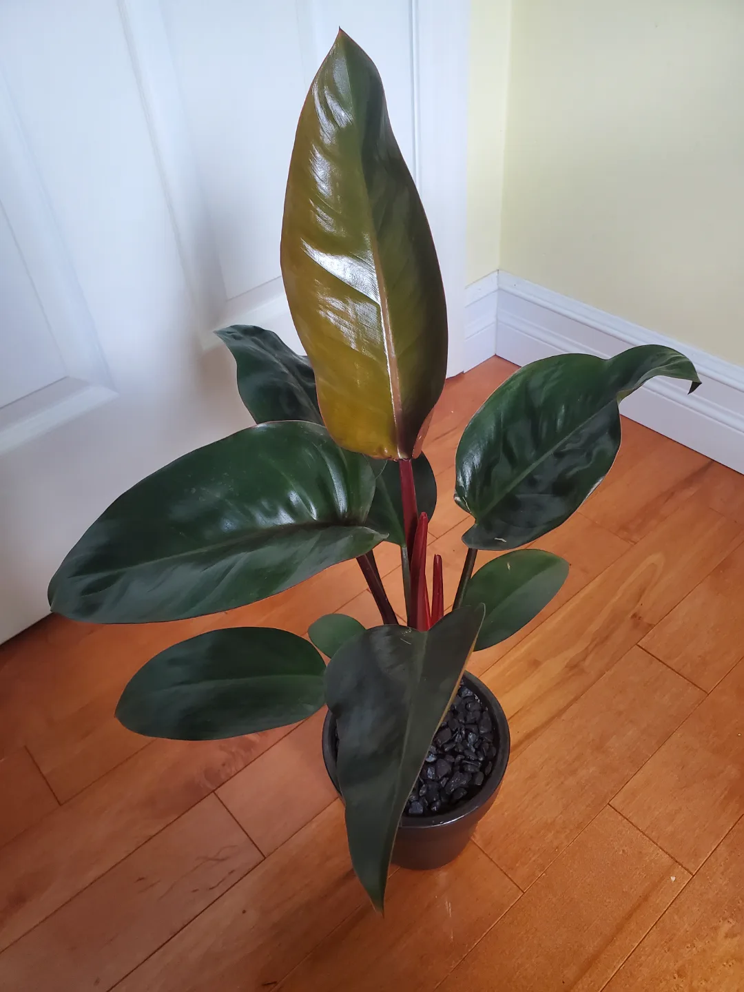 Philodendron Rojo Congo thumbnail