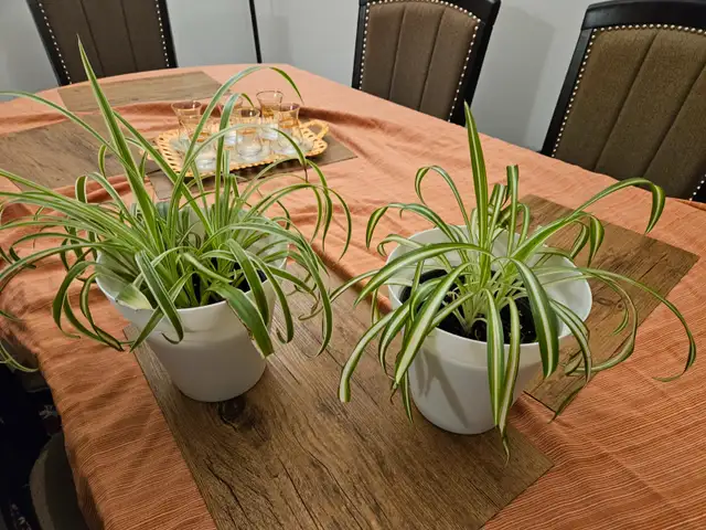 Spider Plant in White Pot