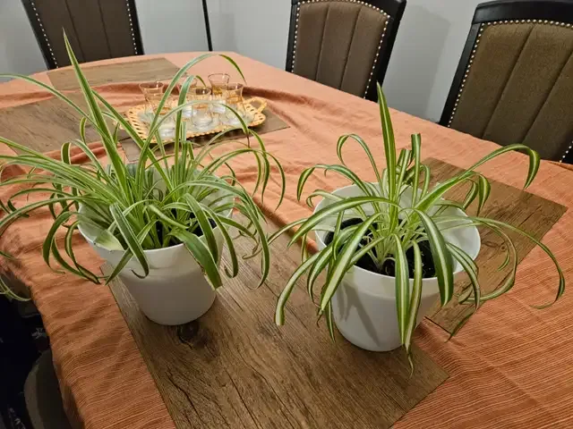Spider Plant in White Pot thumbnail