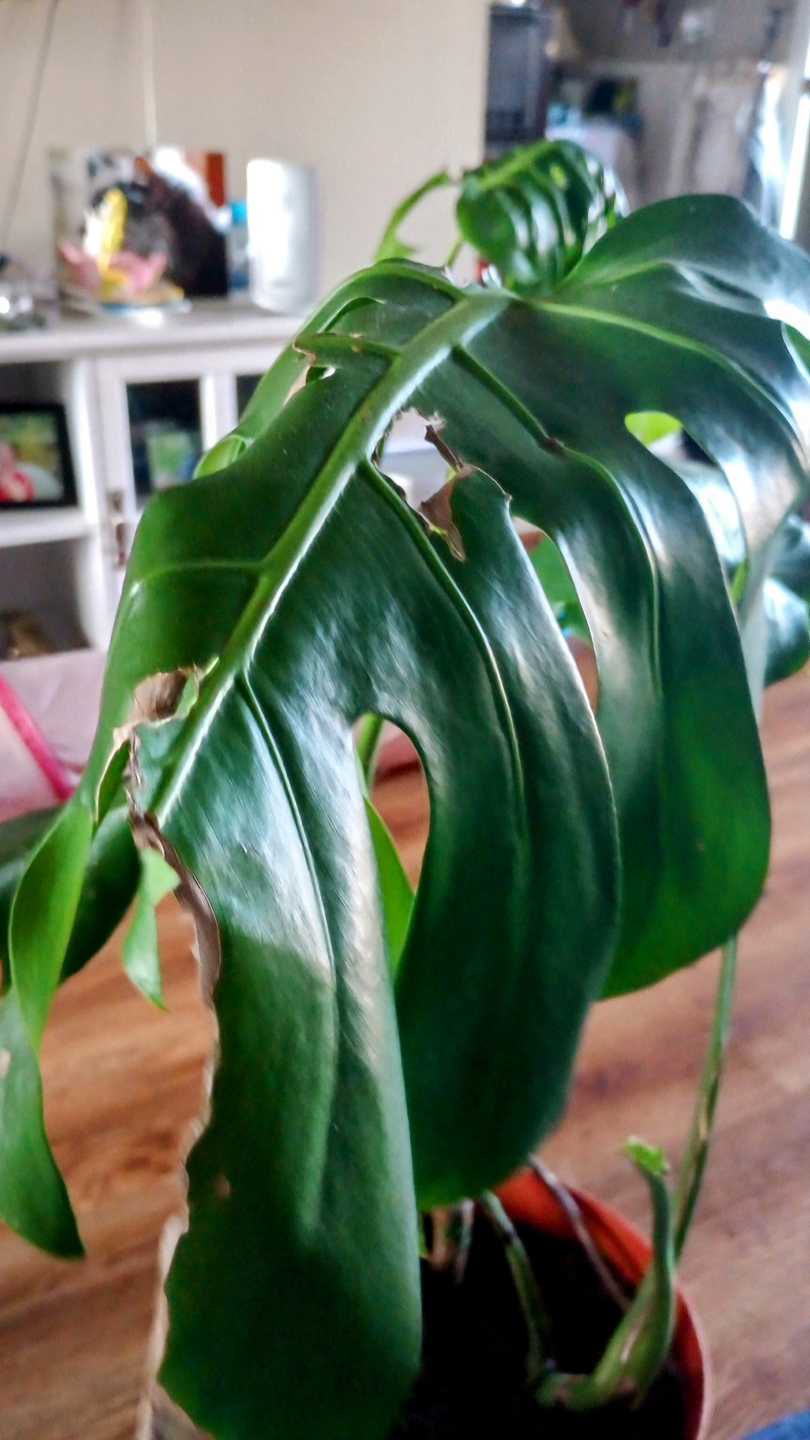 MONSTERA LIVE PLANTS - photo 2