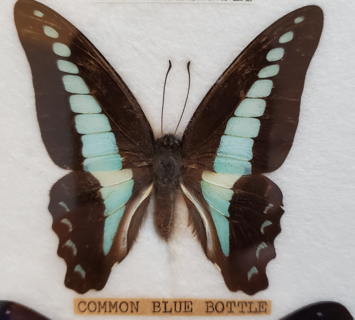 Butterflies - photo 2
