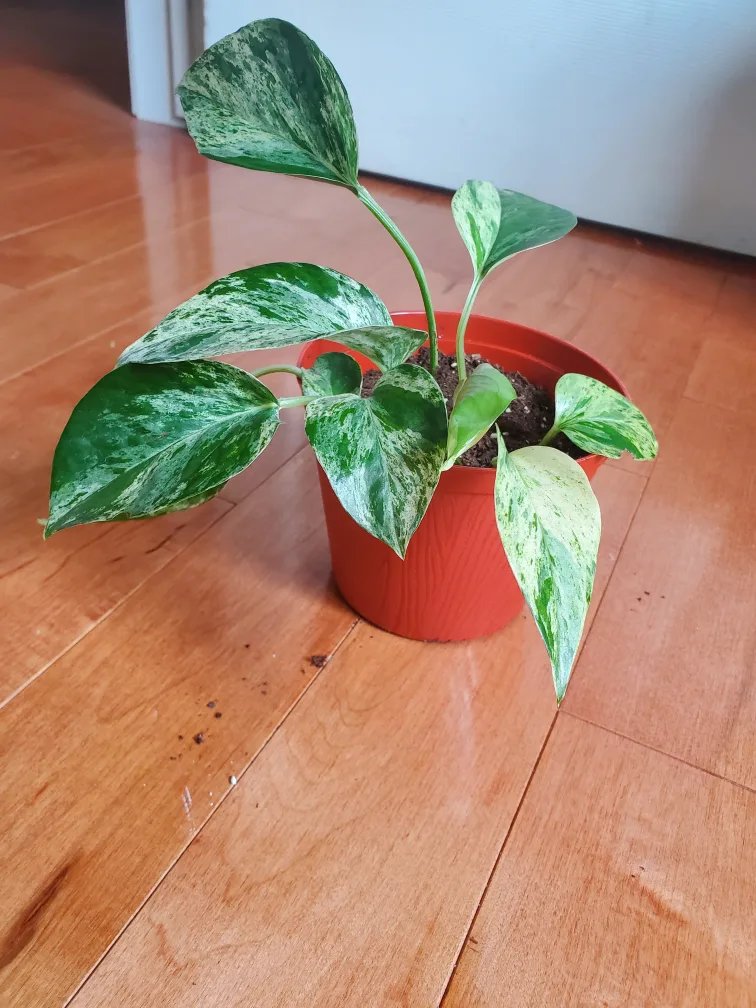 Marble Queen Pothos Plant thumbnail