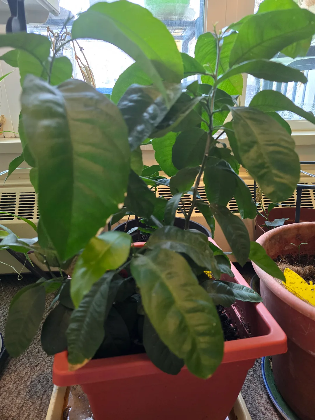 💚Meyer Lemon Tree in Pot thumbnail