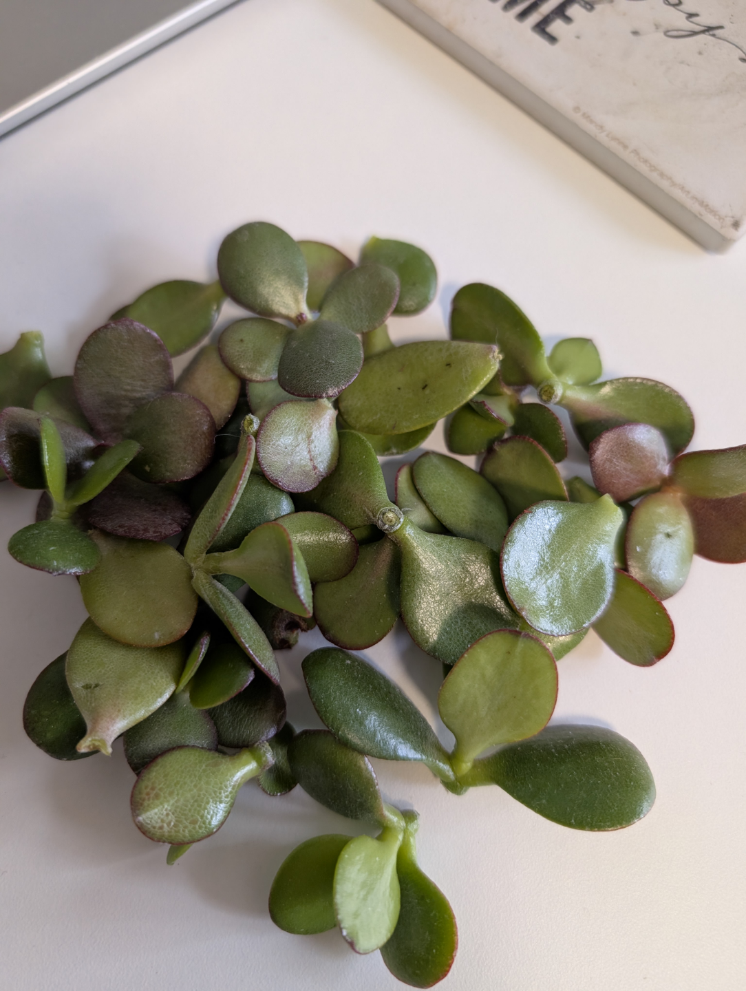 Jade Plant Cuttings 💚