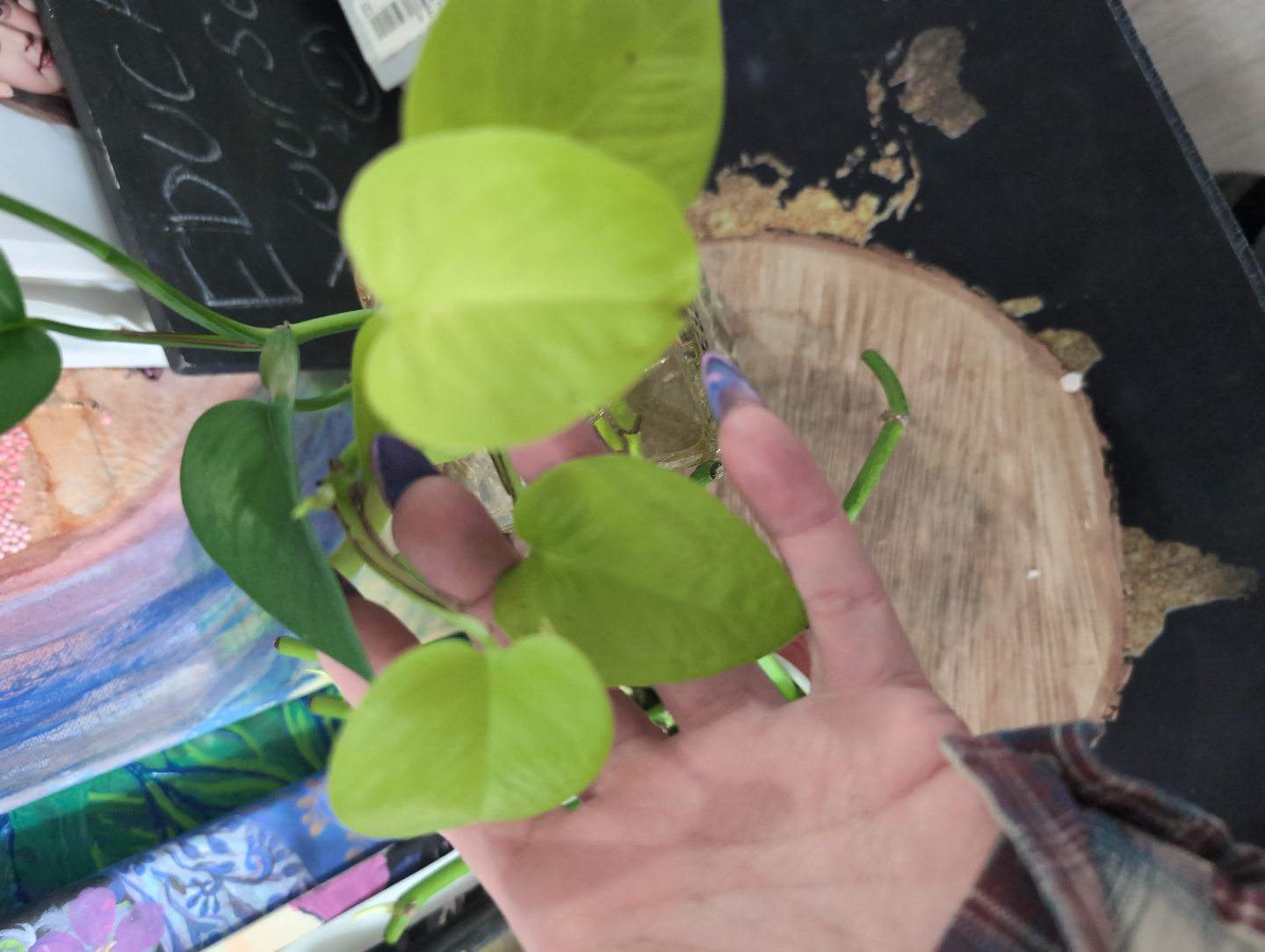 Large Emerald and Neon Pothos Baby Plants - photo 5