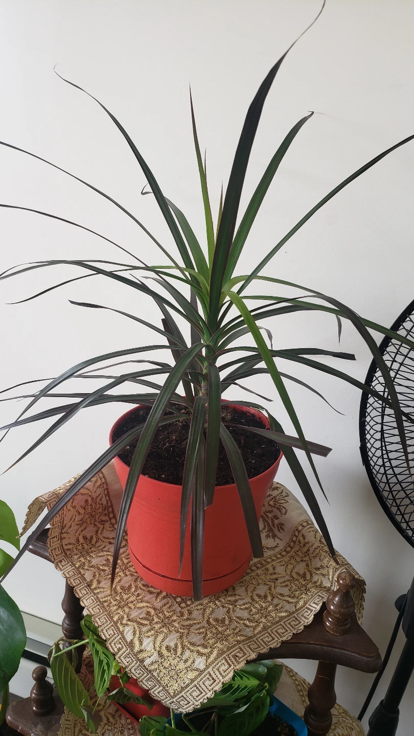Houseplant Bundle - Monstera, Rubber Plant, Coleus, Dracaena
