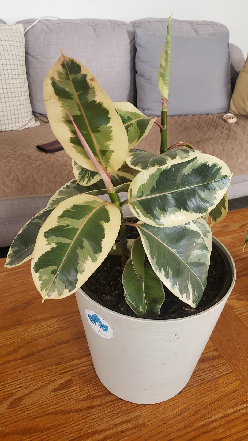 Houseplant Bundle - Monstera, Rubber Plant, Coleus, Dracaena - photo 3