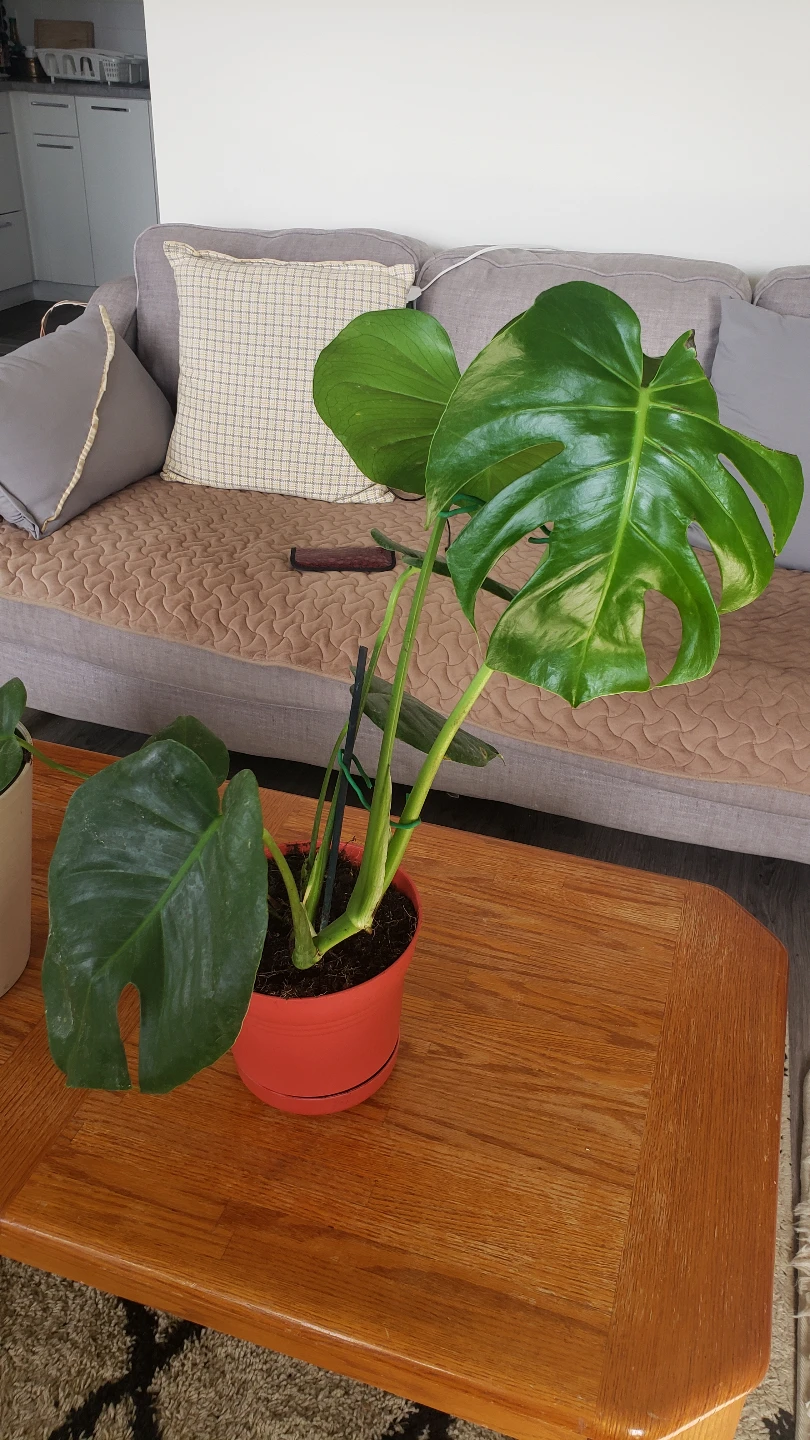Houseplant Bundle - Monstera, Rubber Plant, Coleus, Dracaena - photo 4