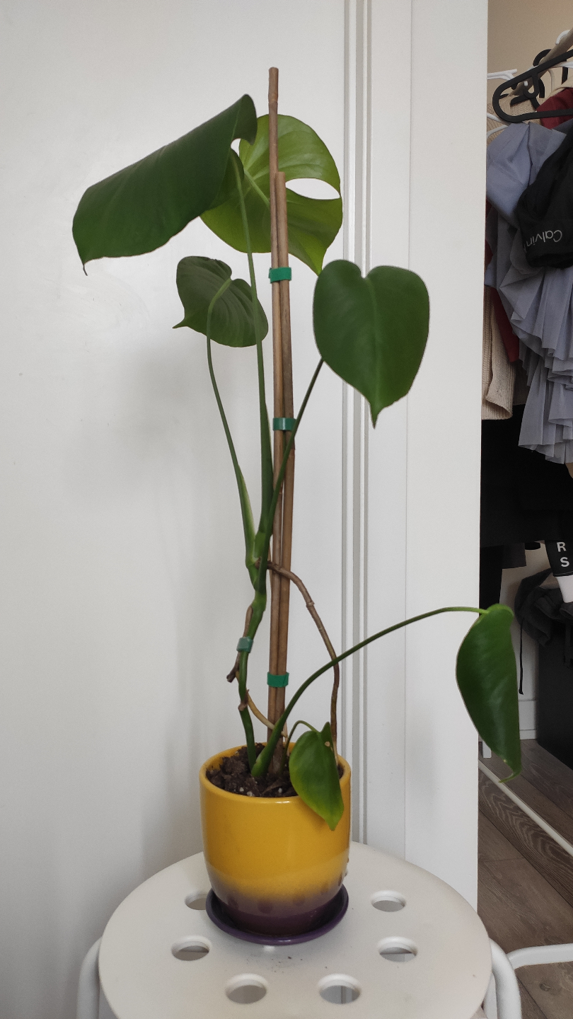 Monstera deliciosa plant - photo 2