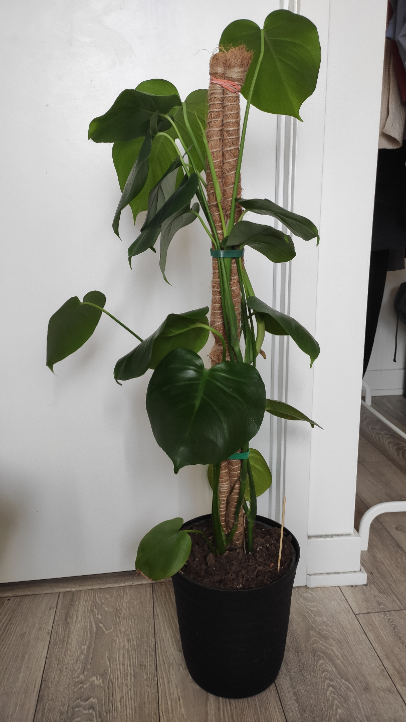 Two Monstera deliciosa plants in one pot