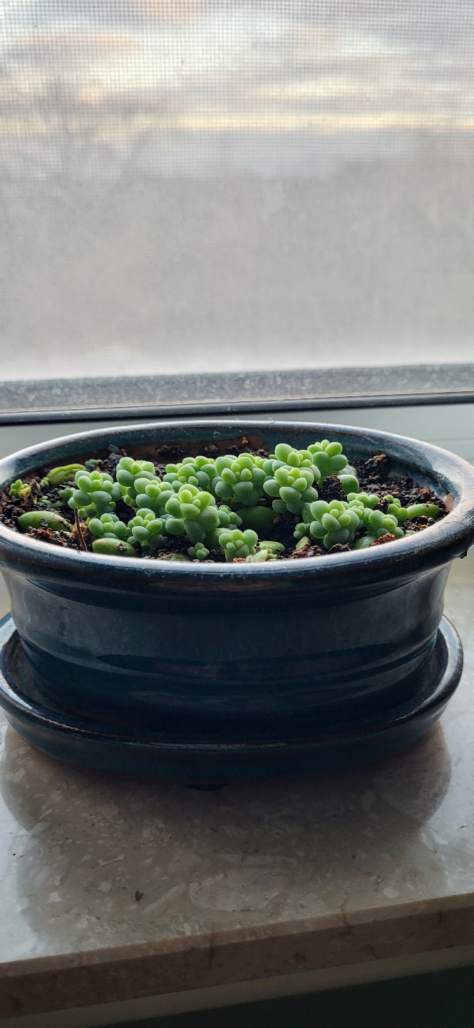 Burro's Tail in Blue Ceramic Pot - photo 3