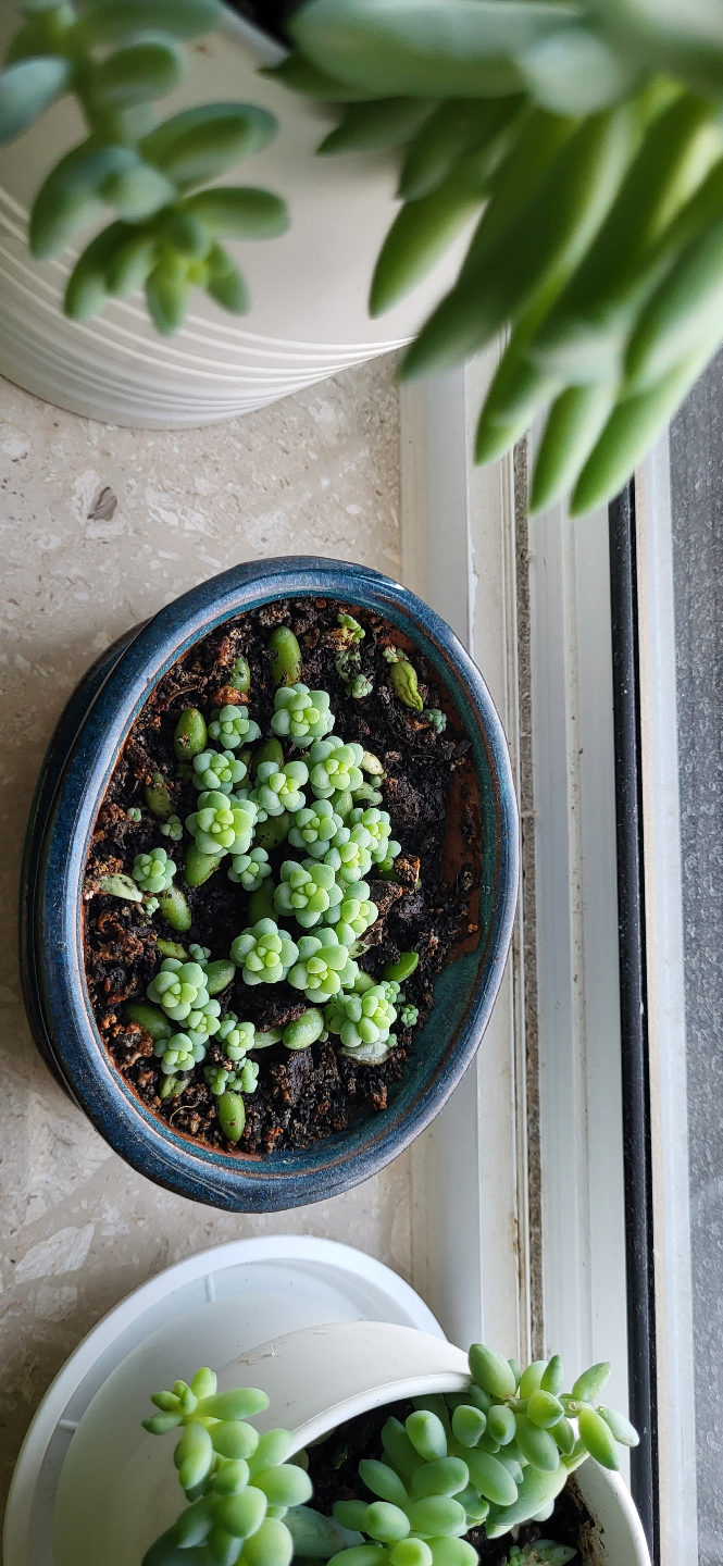 Burro's Tail in Blue Ceramic Pot - photo 4