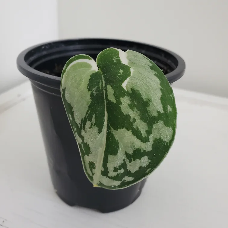 Scindapsus Mayari, Variegated Scindapsus 💚 thumbnail