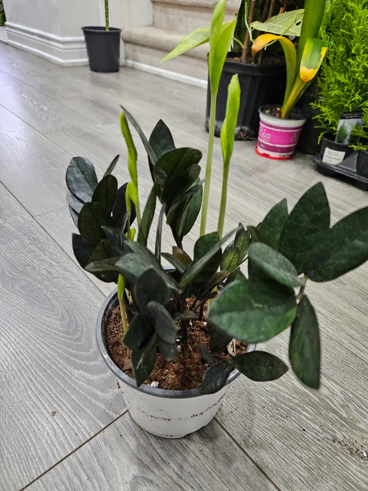 ZZ Plant with New Growth💚 image indicator(2)