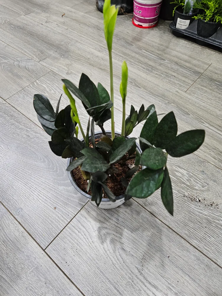ZZ Plant with New Growth�💚 image indicator(3)