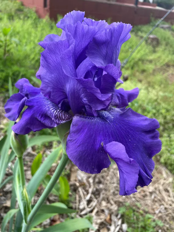 free iris bulbs, columbine plant thumbnail