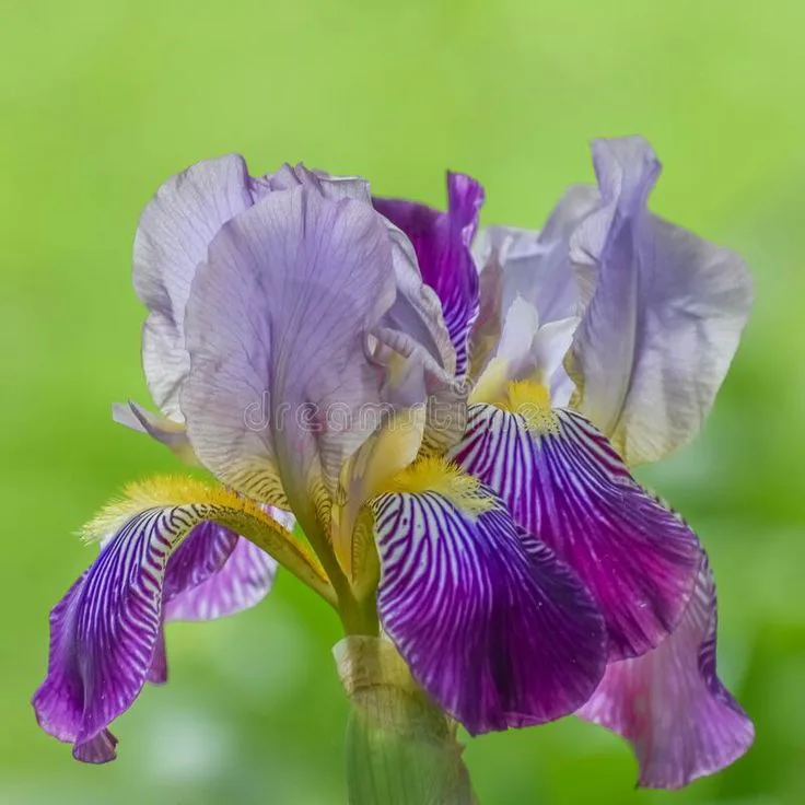 free iris bulbs, columbine plant image indicator(2)