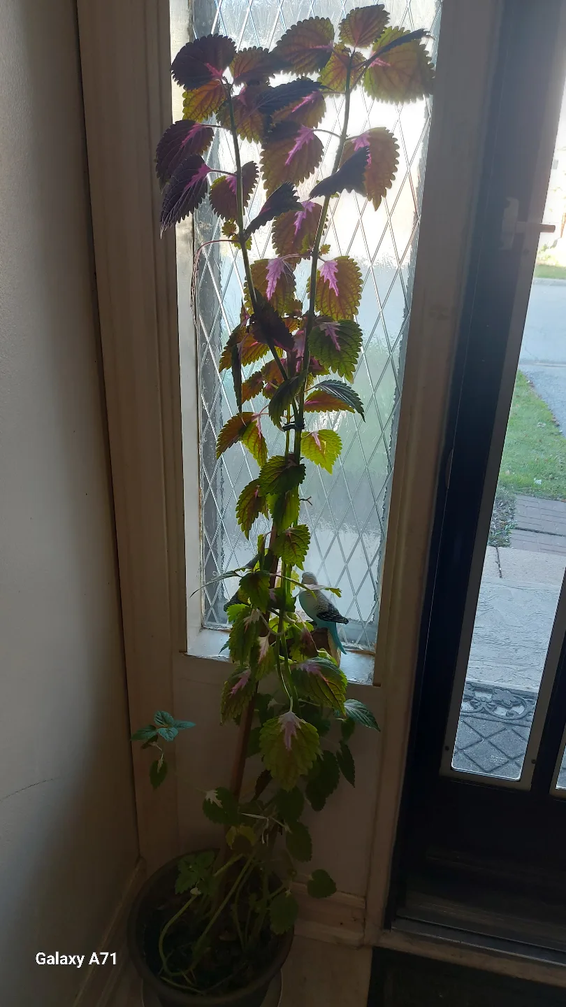 Houseplant New PLANTS. image indicator(6)