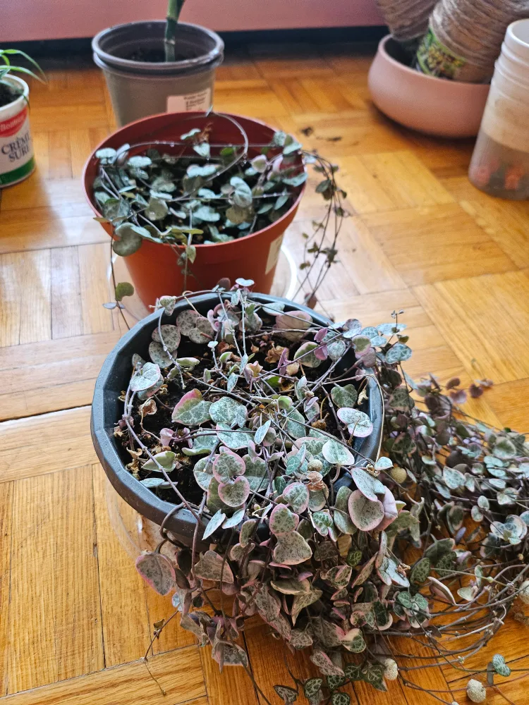 $2 EACH HOUSEPLANT BABIES (container included) image indicator(4)