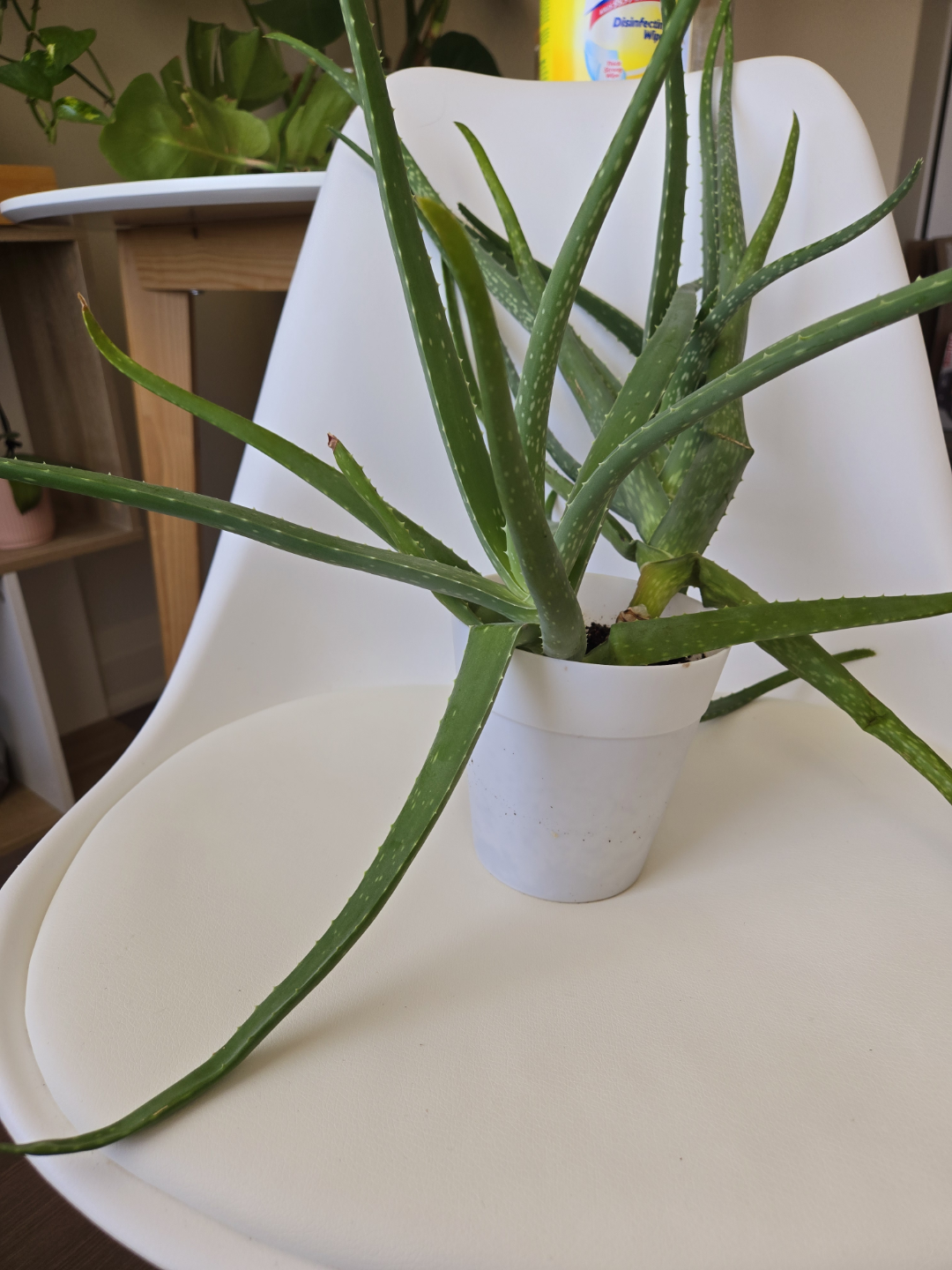 Free Aloe Vera Plant 💚