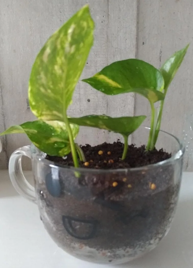 POTHOS (MONEY PLANT) live Plants in Unique Planters thumbnail