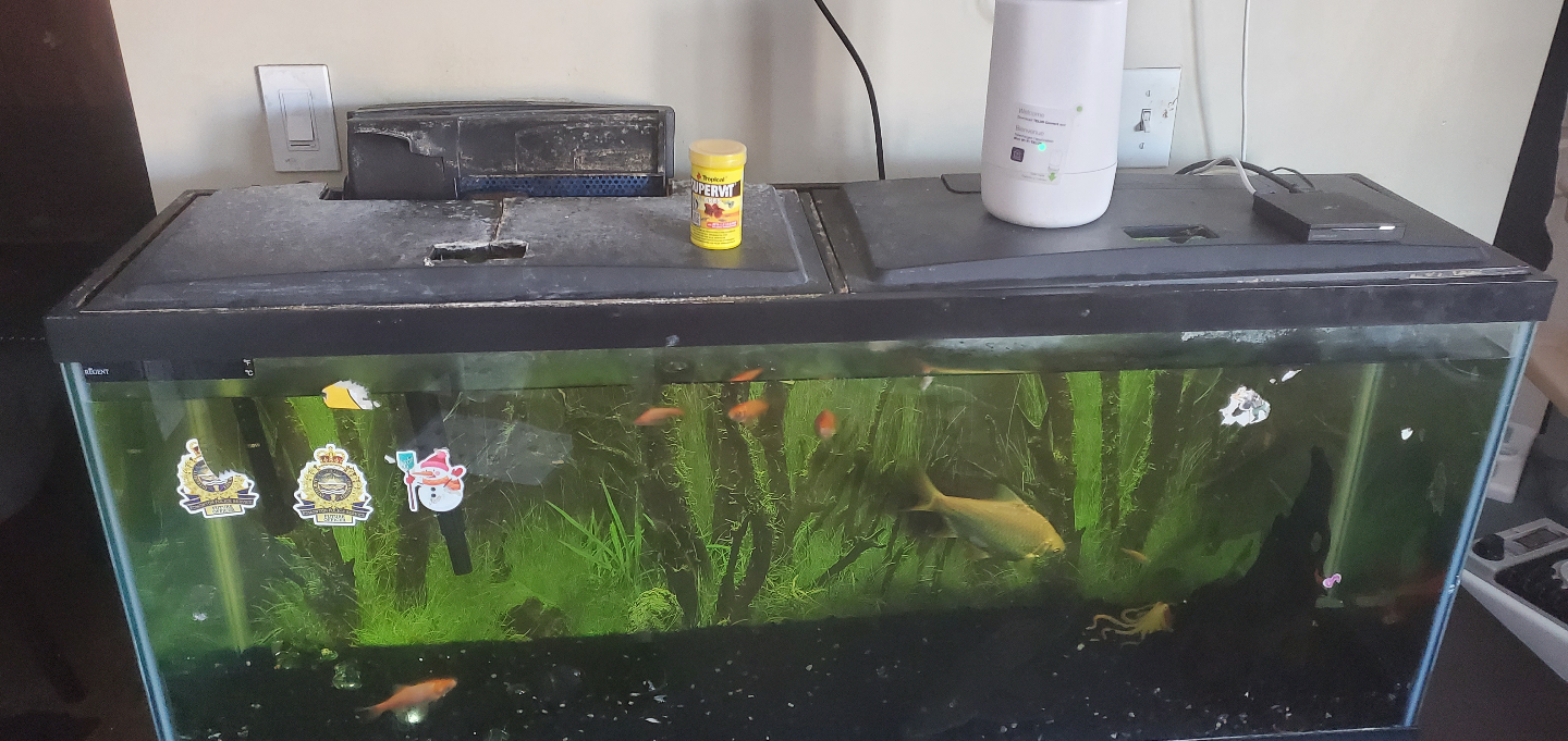 Large Aquarium Tank with Fish