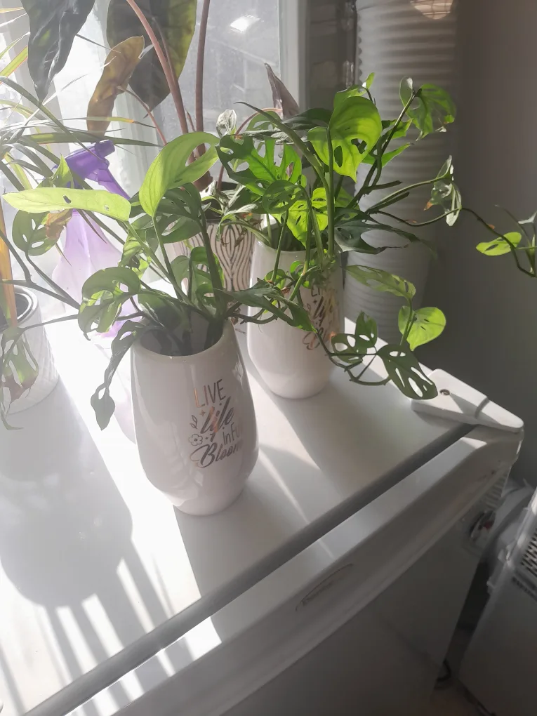 2 plant cluppings thumbnail